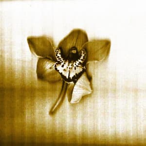 Dolphin House Experiement - Ethereal Flowers